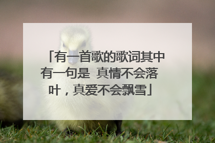 有一首歌的歌词其中有一句是 真情不会落叶，真爱不会飘雪