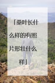 桑叶长什么样的有照片形壮什么样