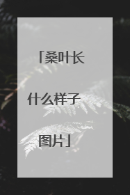 桑叶长什么样子图片