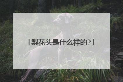 梨花头是什么样的?