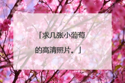 求几张小葡萄的高清照片。