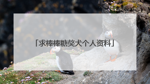 求棒棒糖獒犬个人资料