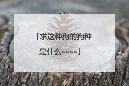 求这种狗的狗种是什么~~~~