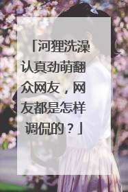 河狸洗澡认真劲萌翻众网友，网友都是怎样调侃的？