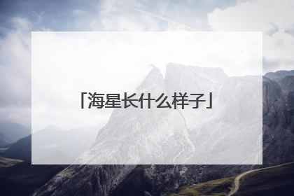 海星长什么样子