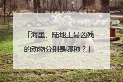 海里、陆地上最凶残的动物分别是哪种？
