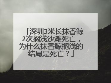 深圳3米长抹香鲸2次搁浅沙滩死亡,为什么抹香鲸搁浅的结局是死亡?