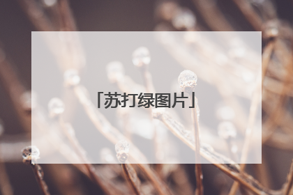 苏打绿图片
