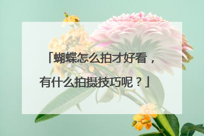 蝴蝶怎么拍才好看,有什么拍摄技巧呢?