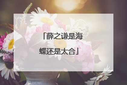 薛之谦是海蝶还是太合