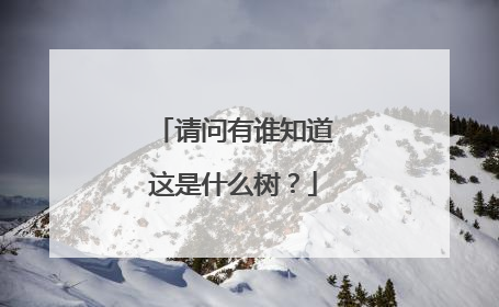 请问有谁知道这是什么树？