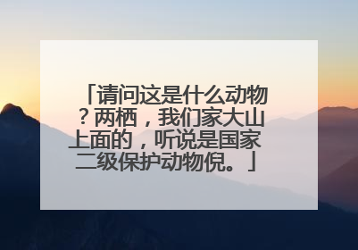 请问这是什么动物?两栖,我们家大山上面的,听说是国家二级保护动物倪。