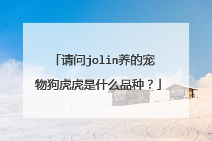 请问jolin养的宠物狗虎虎是什么品种?