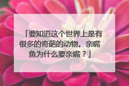 要知道这个世界上是有很多的奇葩的动物。亲嘴鱼为什么要亲嘴？