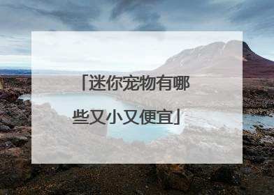 迷你宠物有哪些又小又便宜