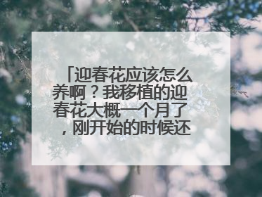 迎春花应该怎么养啊?我移植的迎春花大概一个月了,刚开始的时候还挺好的,叶片舒展,最近叶子全耷拉了,