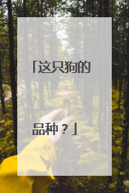 这只狗的品种?