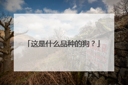 这是什么品种的狗?