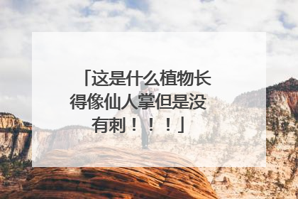 这是什么植物长得像仙人掌但是没有刺!!!
