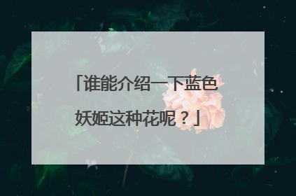 谁能介绍一下蓝色妖姬这种花呢？