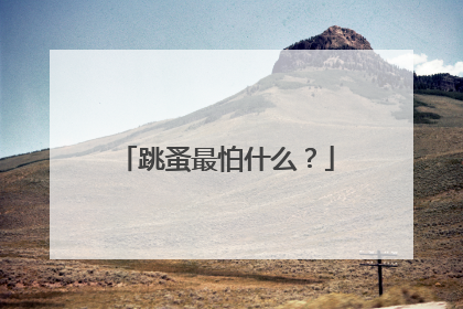 跳蚤最怕什么？