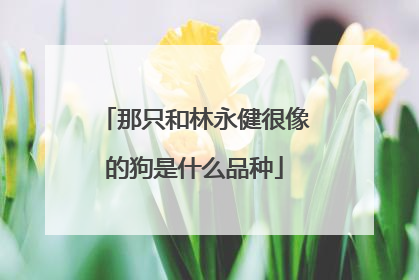 那只和林永健很像的狗是什么品种