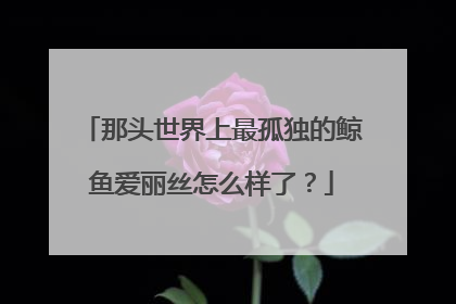 那头世界上最孤独的鲸鱼爱丽丝怎么样了?