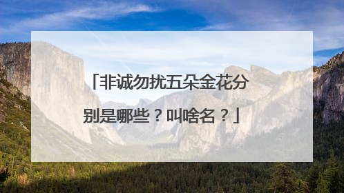 非诚勿扰五朵金花分别是哪些？叫啥名？