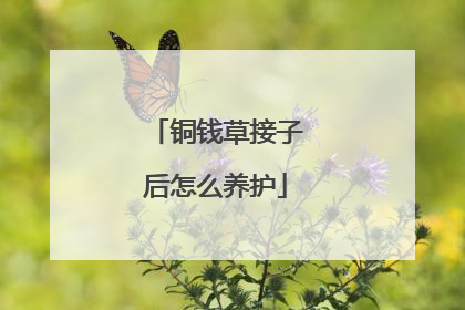 铜钱草接子后怎么养护