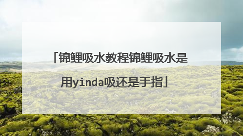 锦鲤吸水教程锦鲤吸水是用yinda吸还是手指
