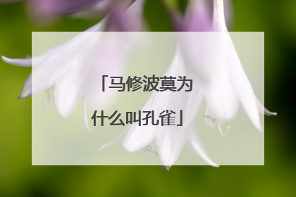 马修波莫为什么叫孔雀