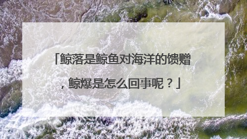 鲸落是鲸鱼对海洋的馈赠,鲸爆是怎么回事呢?