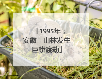 1995年；安徽一山林发生巨蟒渡劫
