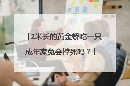 2米长的黄金蟒吃一只成年家兔会撑死吗?