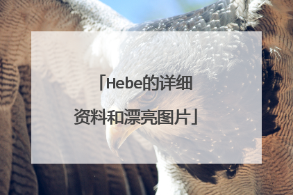 Hebe的详细资料和漂亮图片