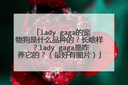 lady gaga的宠物狗是什么品种的？长啥样？lady gaga是咋养它的？（最好有图片）